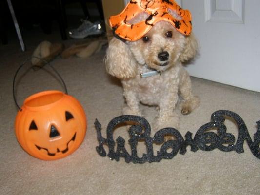 Prince Charming- Happy Howl-o-ween! pet sitting in lawrenceville ga