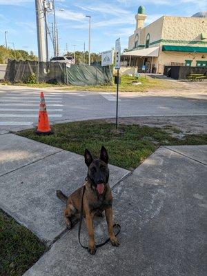 K-9 raider providing a viable presence out side of a school in Orlando.