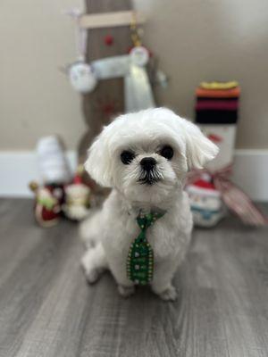 Here is another picture of after he was groomed