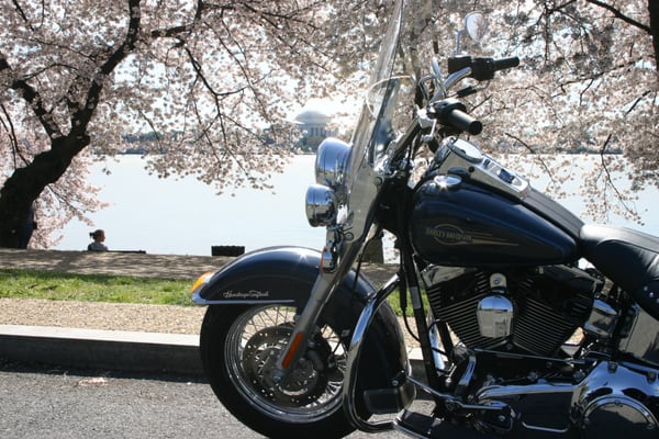 Cherry Blossoms at the Jefferson Memorial