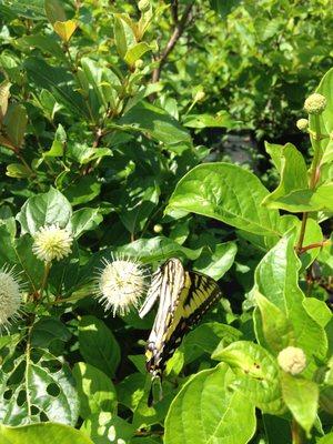 Cephalanthus Swallowtail