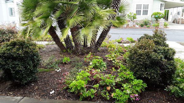 Flowerbeds in disarray with weeds and grass