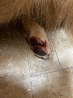 They cut my dog's nail  too short!! And still charged me full price. My poor dog is already afraid of getting his nails cut.