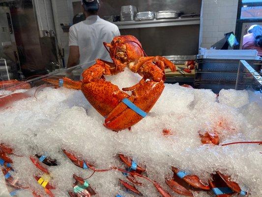 Lobster on ice