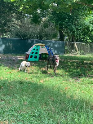 Mambo & Dakota running in the play yard