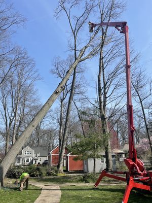 Affordable Tree Services of Ohio