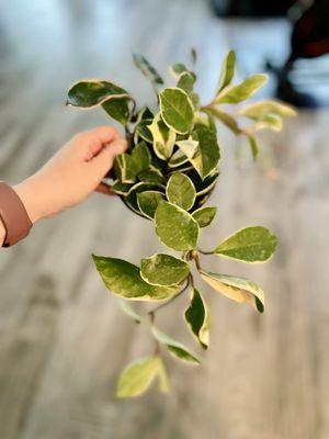 Hoya Krimson Queen