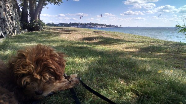 Dog's beach Nahant MA