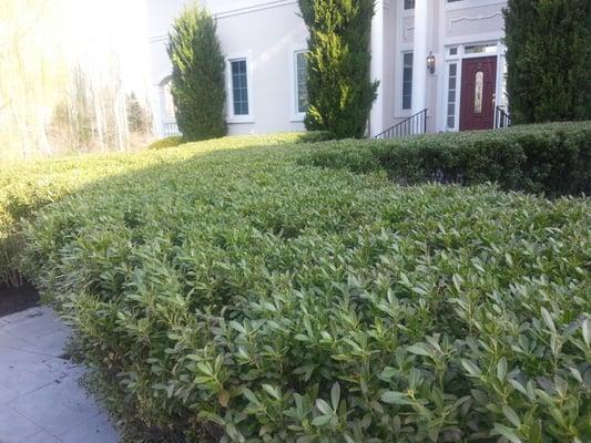 Trimming shrubs