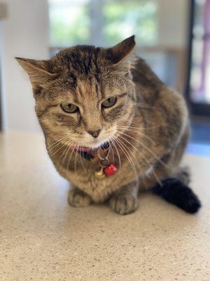 Our Clinic Cat, Baby, is always happy to meet new clients!
 #veterinaryclinic