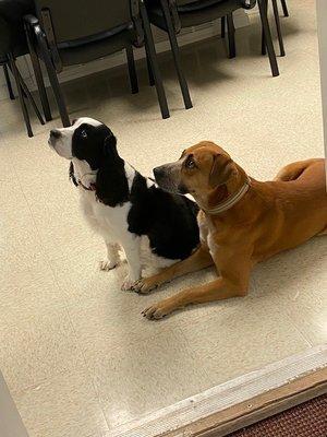 Office pups- Heifer and Hank