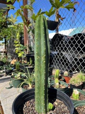 Trichocereus Bridgessi