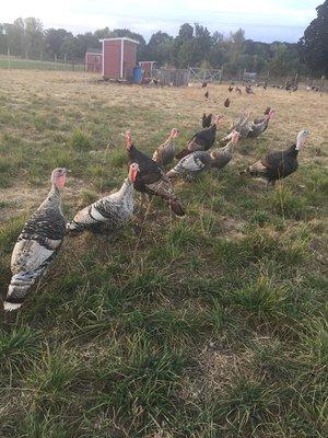 Free range turkeys