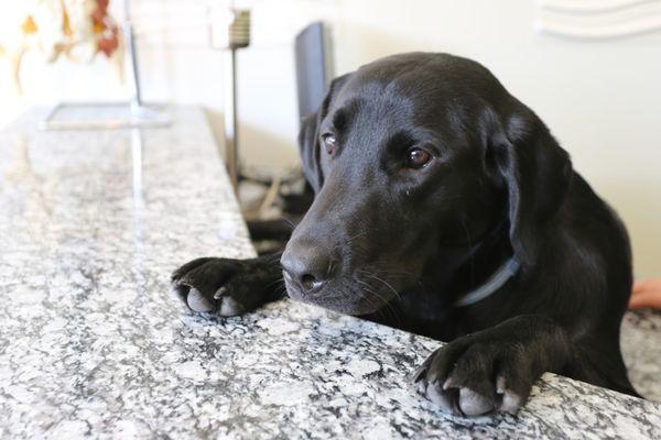 Gunner, Receptionist - You can almost guarantee that Gunner will be the first person to formally greet you when you enter our clinic.