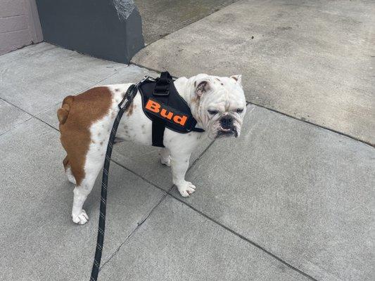 Bud ready for his walkies