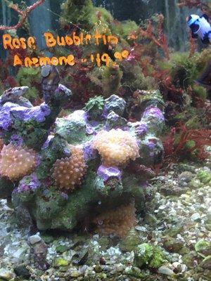 Just left this awesome place! Loved the different clowns they had. Not to mention the nice frags, mushrooms and corals.