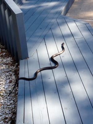 Snake Pest Control