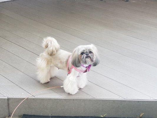 Shihtzu. Groomer, Dannie. I let him do what he wants with her style. We like the little fluff legs and butt.