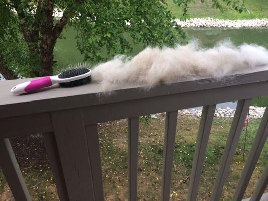 20 minutes of brushing only his back.. Three days after we pick him up from his $83 "no shed" treatment. This is unacceptable.