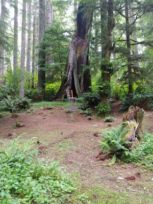 Disc golf course view.