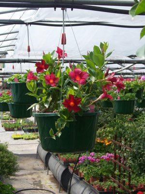 Flowerland Nursery