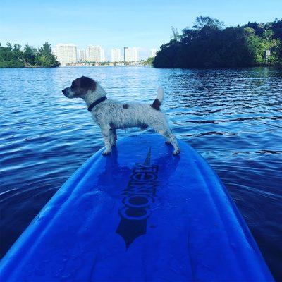 Doggies welcome to kayak and paddleboard with us.  Bring your furry dog, or cat and let them explore to their hearts content!