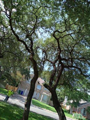 Tree trimming