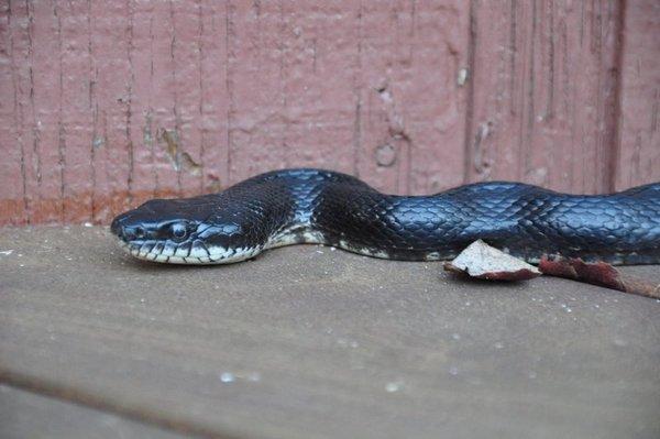 Black Snake's can grow up to 5ft