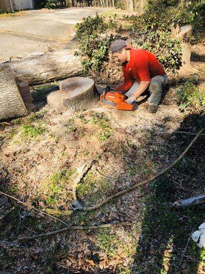 Tree removal in Auburn