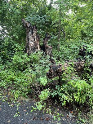 Fallen tree