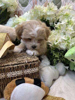 Red Havanese puppy for sale