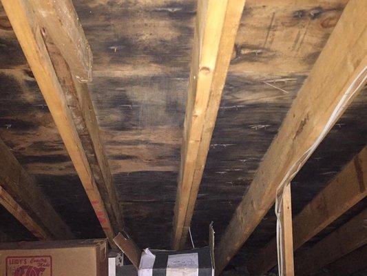 Attic mold