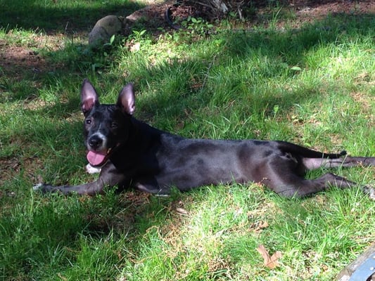 Tired dog after a walk.