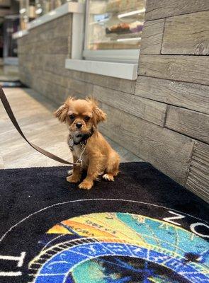 Training at the mall with a Board n Train puppy