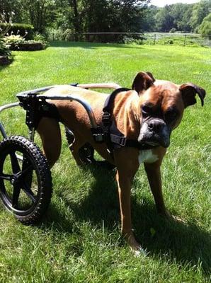 Rugby (my boxer) taking a spin in his Ruff Rollin' wheels in the summer of 2011