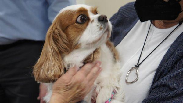 Blessing a King Charles Spaniel.