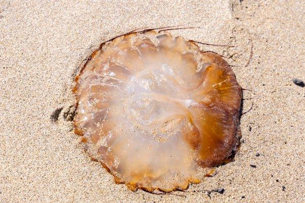 jellyfish ashore