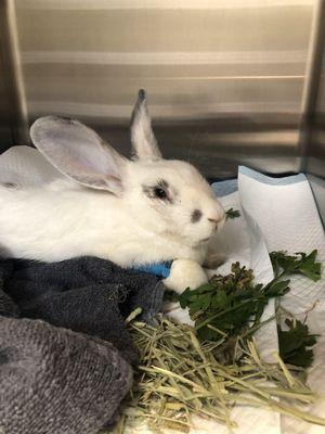 Rabbit in recovery after surgery.