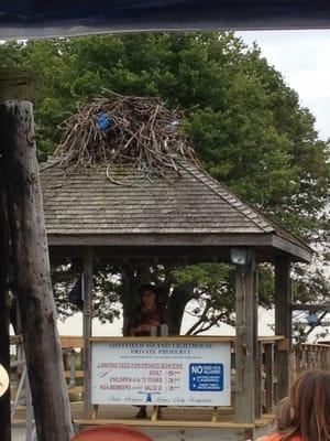 Osprey nest at dock