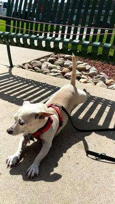 This is my Service Animal, Jose stretching outside before going in and being a good boy. Awesome food. Keep it up.