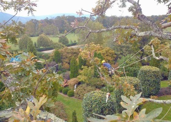 View from the Tree Tops.