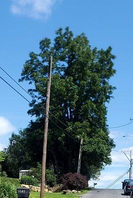 Trees to Remove