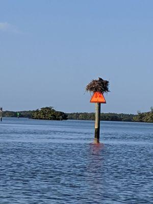 Osprey nest on way out