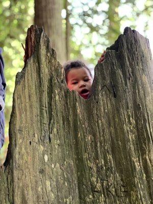 Our kids love exploring the large tree stumps.