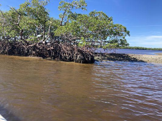 Mangroves