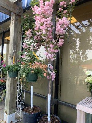 One of my favorite trees ...  Kwanzan  Flowering Cherry Tree