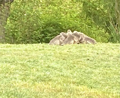 Goslings piled up to stay warm, mom and dad are guarding them out of frame.