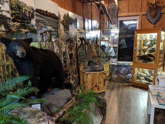 Wildlife Museum