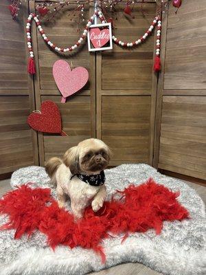 Koshi's valentines photo