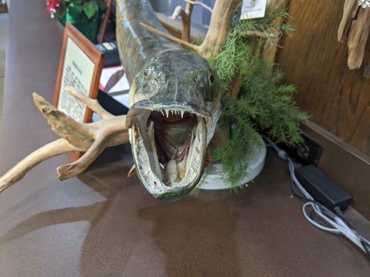 Taxidermied fish in vistor center